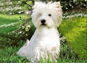 West Highland White Terrier westy west highland | westy